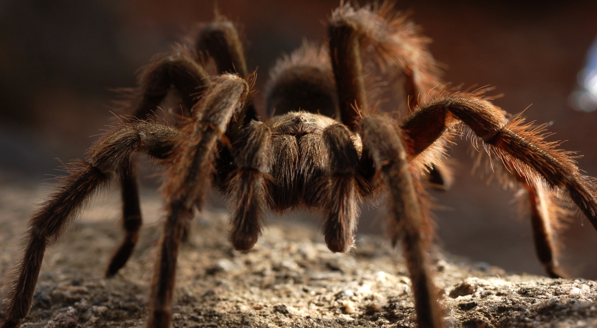 Tarantula - pająk tego gatunku został wykorzystany w projekcie Wielki pająk zauważony w Warszawie